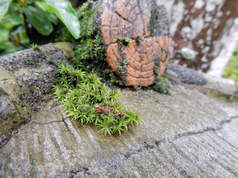 f:id:Nakano_Hitsuji:20190622154452j:plain