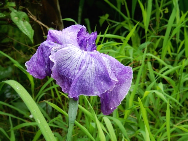 f:id:Nakano_Hitsuji:20190622154815j:plain