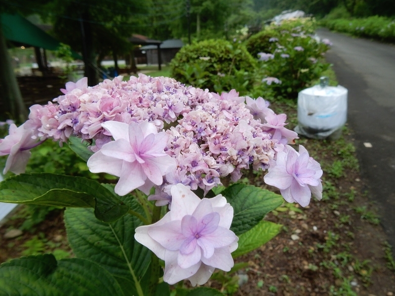 f:id:Nakano_Hitsuji:20190706133319j:plain