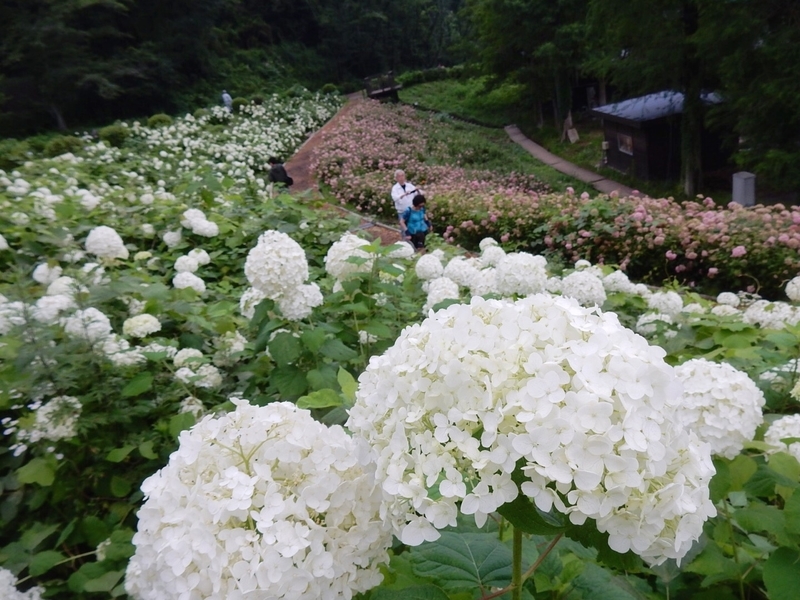 f:id:Nakano_Hitsuji:20190706133947j:plain