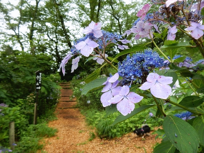 f:id:Nakano_Hitsuji:20190706134651j:plain