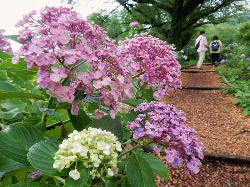 f:id:Nakano_Hitsuji:20190706134945j:plain