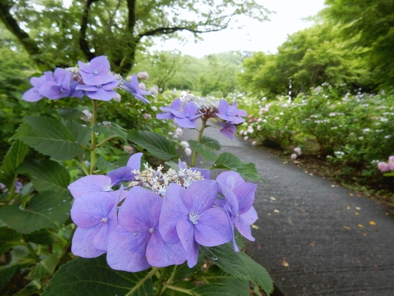 f:id:Nakano_Hitsuji:20190706135037j:plain
