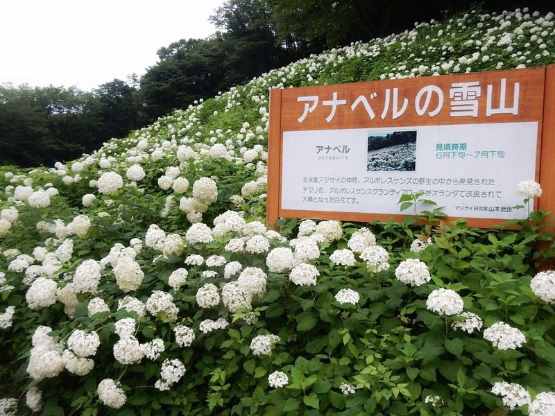 f:id:Nakano_Hitsuji:20190706135753j:plain