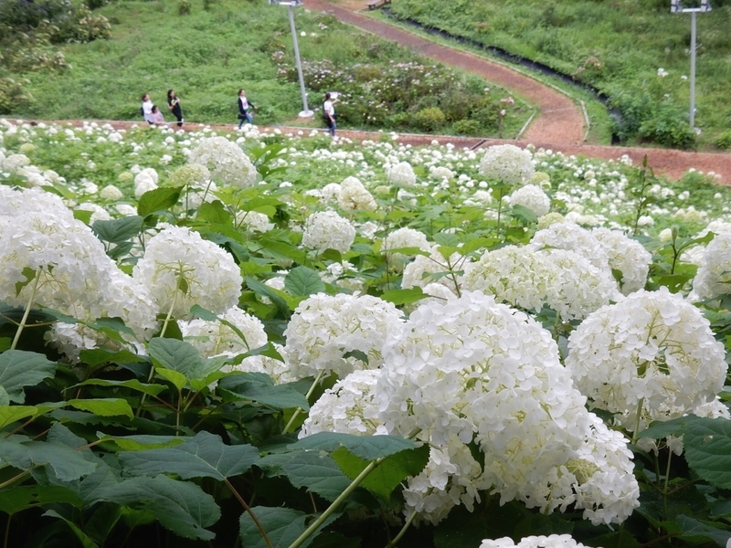 f:id:Nakano_Hitsuji:20190706140445j:plain