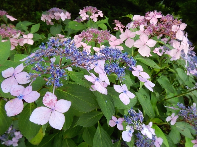 f:id:Nakano_Hitsuji:20190706141041j:plain