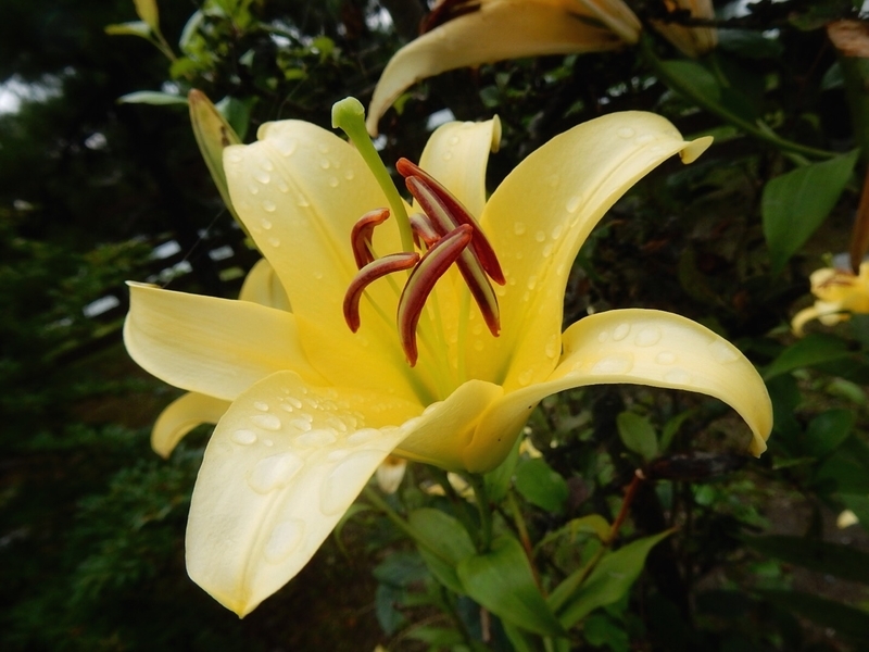 f:id:Nakano_Hitsuji:20190706142408j:plain