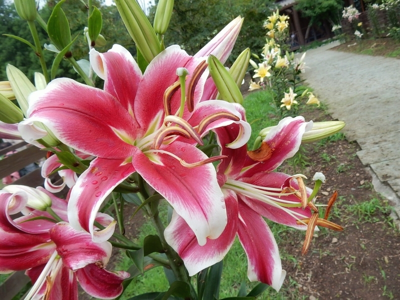 f:id:Nakano_Hitsuji:20190706142440j:plain