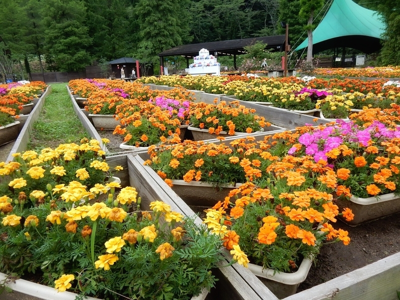 f:id:Nakano_Hitsuji:20190706142535j:plain