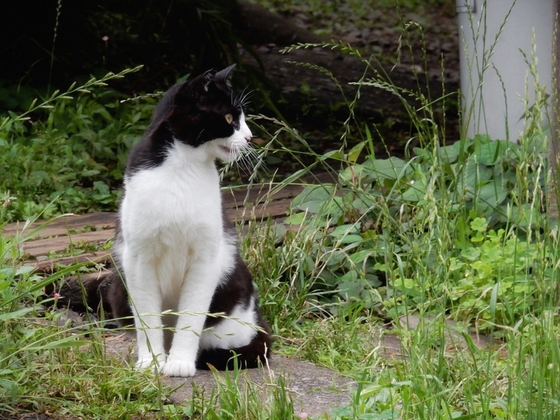 f:id:Nakano_Hitsuji:20190706143304j:plain