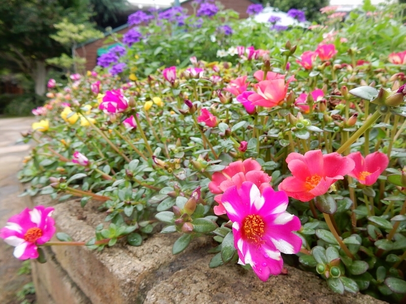 f:id:Nakano_Hitsuji:20190711151610j:plain