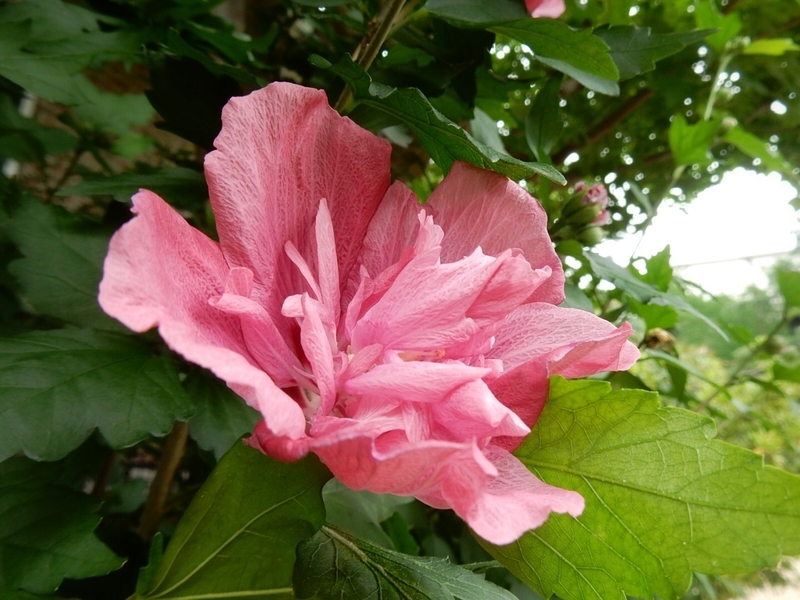 f:id:Nakano_Hitsuji:20190711151933j:plain