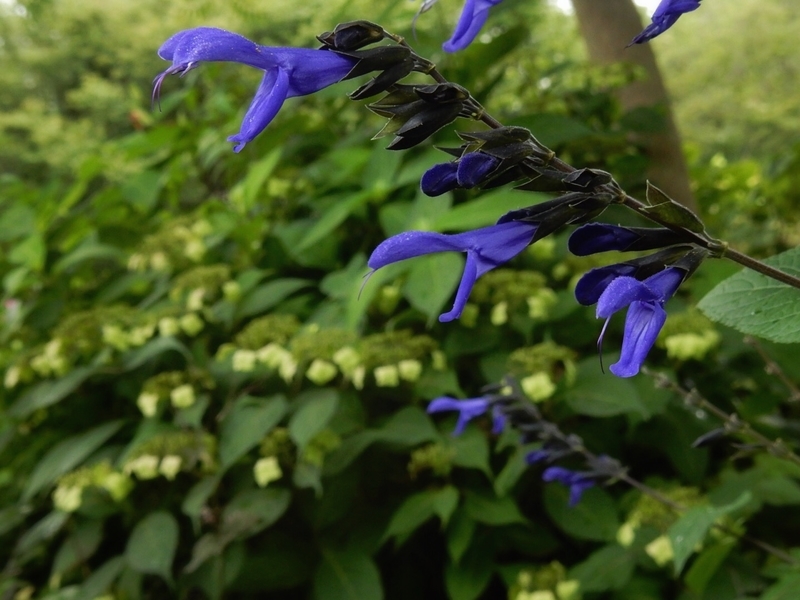 f:id:Nakano_Hitsuji:20190711152511j:plain