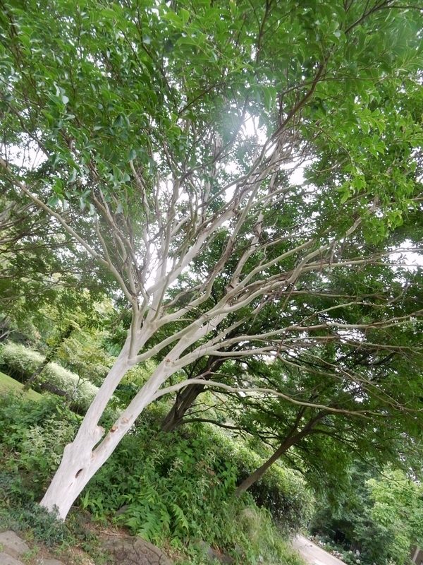 f:id:Nakano_Hitsuji:20190711152826j:plain