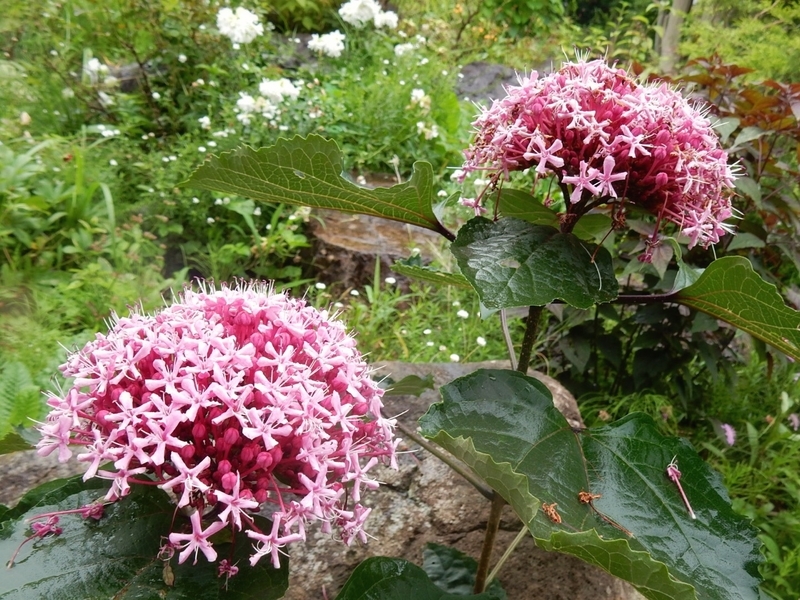 f:id:Nakano_Hitsuji:20190711153241j:plain