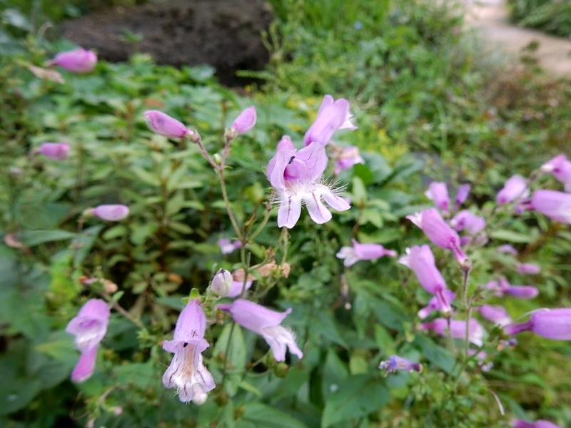 f:id:Nakano_Hitsuji:20190711153349j:plain