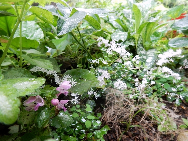 f:id:Nakano_Hitsuji:20190711153517j:plain