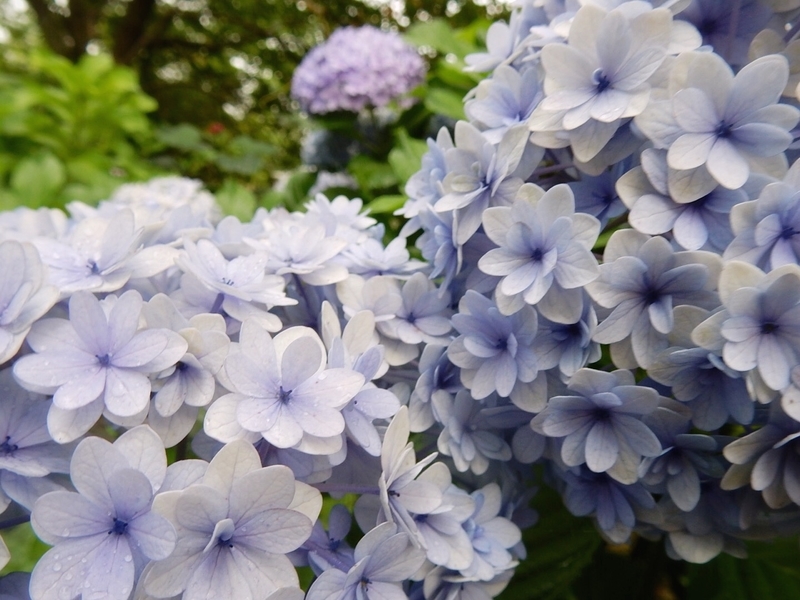 f:id:Nakano_Hitsuji:20190711153820j:plain