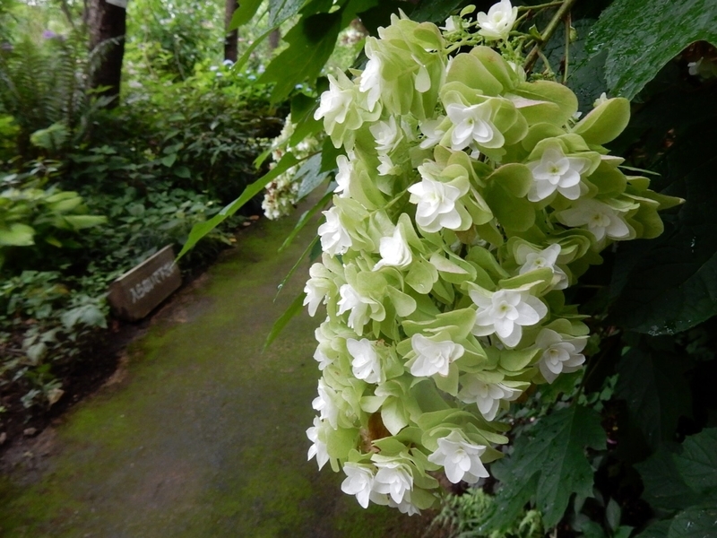 f:id:Nakano_Hitsuji:20190711155047j:plain