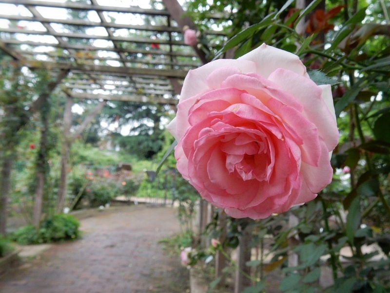 f:id:Nakano_Hitsuji:20190711155630j:plain