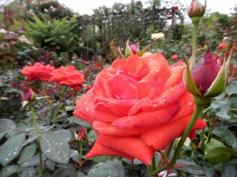 f:id:Nakano_Hitsuji:20190711155717j:plain