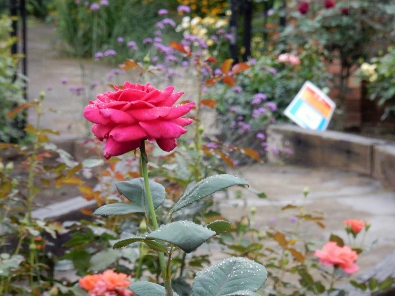 f:id:Nakano_Hitsuji:20190711160129j:plain