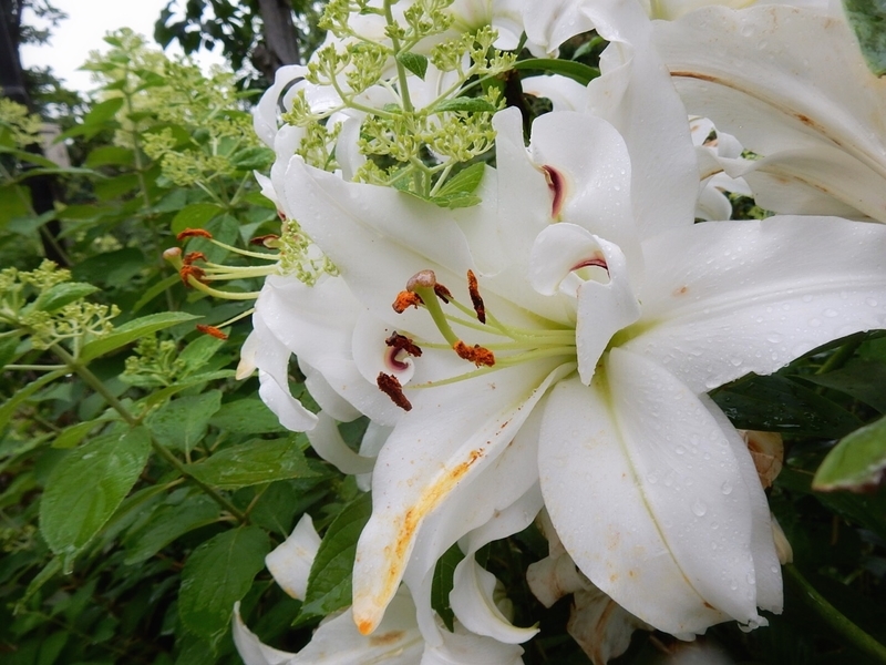 f:id:Nakano_Hitsuji:20190711162528j:plain