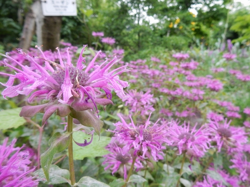 f:id:Nakano_Hitsuji:20190711163314j:plain