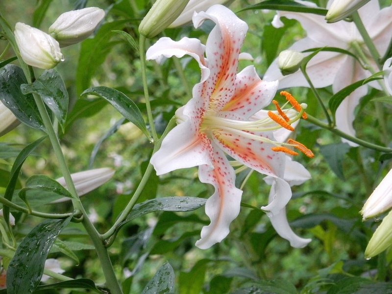 f:id:Nakano_Hitsuji:20190711163631j:plain