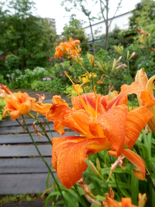 f:id:Nakano_Hitsuji:20190711164118j:plain