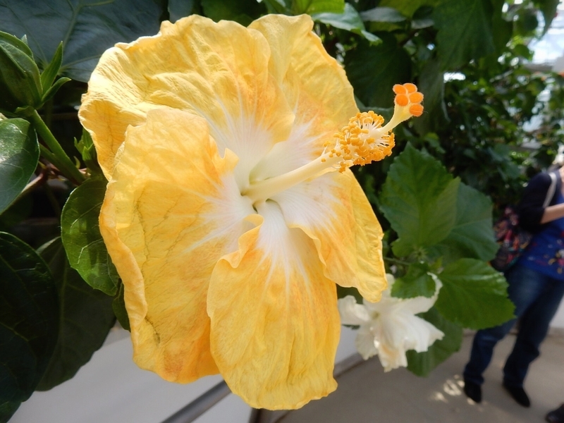 f:id:Nakano_Hitsuji:20190727095139j:plain