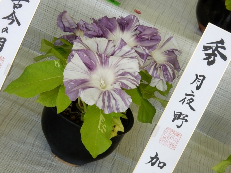 f:id:Nakano_Hitsuji:20190801090714j:plain