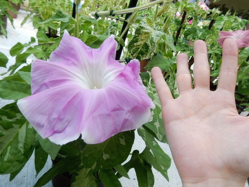 f:id:Nakano_Hitsuji:20190801091700j:plain