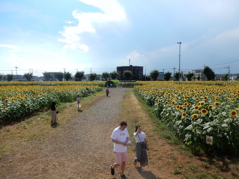 ひまわりガーデン武蔵村山に行ってきました - 週末花探し