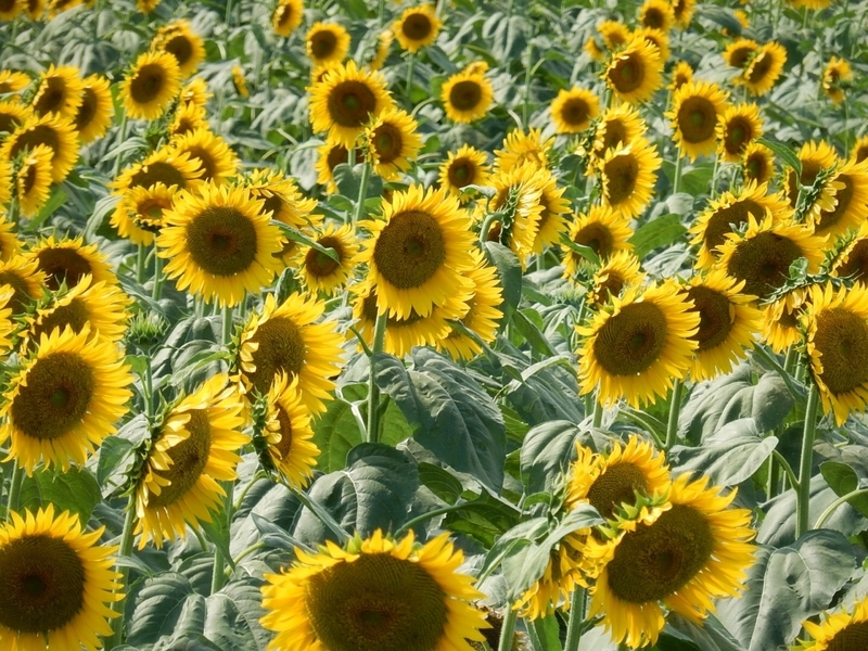 ひまわりガーデン武蔵村山に行ってきました 週末花探し