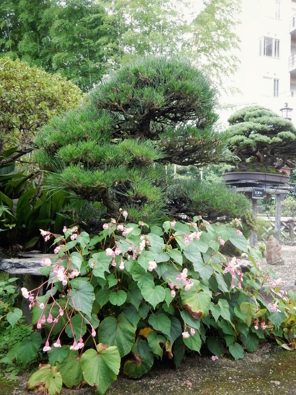 f:id:Nakano_Hitsuji:20190917153717j:plain f:id:Nakano_Hitsuji:20190917153717j:plain