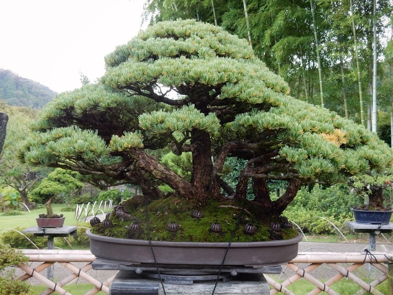f:id:Nakano_Hitsuji:20190917153823j:plain f:id:Nakano_Hitsuji:20190917153823j:plain