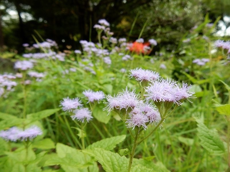 f:id:Nakano_Hitsuji:20190927142917j:plain f:id:Nakano_Hitsuji:20190927142917j:plain