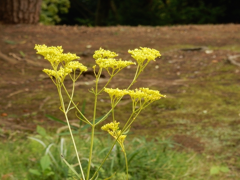 f:id:Nakano_Hitsuji:20190927143110j:plain f:id:Nakano_Hitsuji:20190927143110j:plain