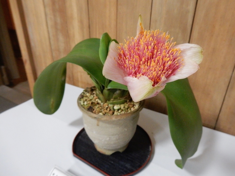 f:id:Nakano_Hitsuji:20190927143432j:plain f:id:Nakano_Hitsuji:20190927143432j:plain