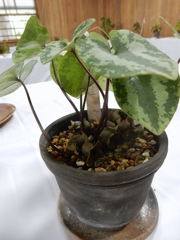 f:id:Nakano_Hitsuji:20190927144040j:plain f:id:Nakano_Hitsuji:20190927144040j:plain