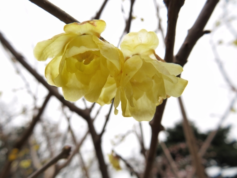 f:id:Nakano_Hitsuji:20200122125207j:plain f:id:Nakano_Hitsuji:20200122125207j:plain