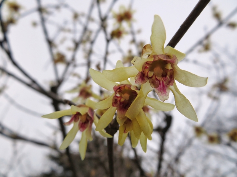 f:id:Nakano_Hitsuji:20200122125427j:plain f:id:Nakano_Hitsuji:20200122125427j:plain