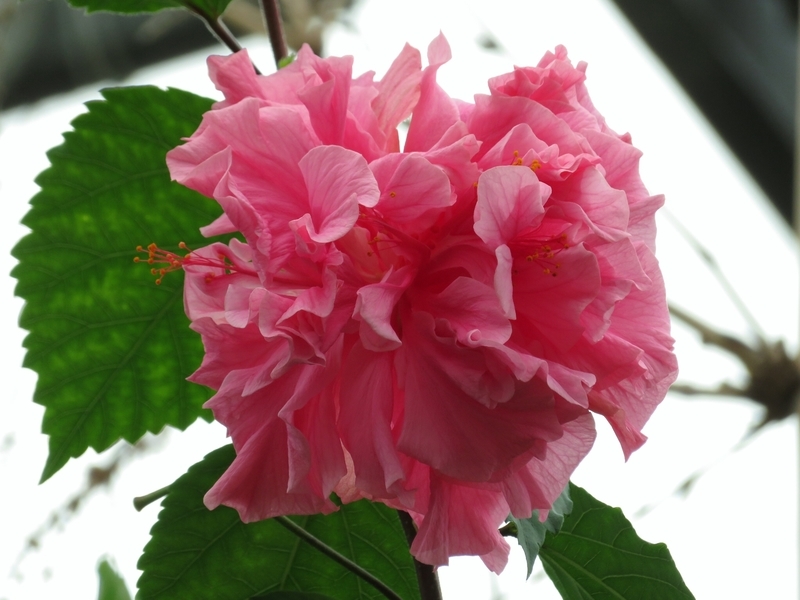 f:id:Nakano_Hitsuji:20200122131426j:plain f:id:Nakano_Hitsuji:20200122131426j:plain