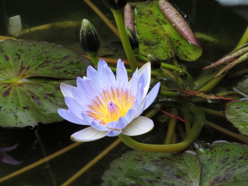 f:id:Nakano_Hitsuji:20200122144300j:plain f:id:Nakano_Hitsuji:20200122144300j:plain