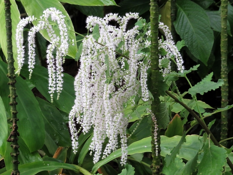 f:id:Nakano_Hitsuji:20200122144811j:plain f:id:Nakano_Hitsuji:20200122144811j:plain