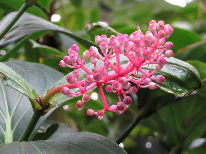 f:id:Nakano_Hitsuji:20200122144902j:plain f:id:Nakano_Hitsuji:20200122144902j:plain