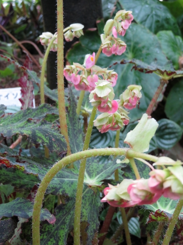 f:id:Nakano_Hitsuji:20200122145153j:plain f:id:Nakano_Hitsuji:20200122145153j:plain