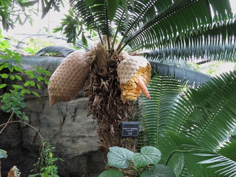 f:id:Nakano_Hitsuji:20200122145508j:plain f:id:Nakano_Hitsuji:20200122145508j:plain