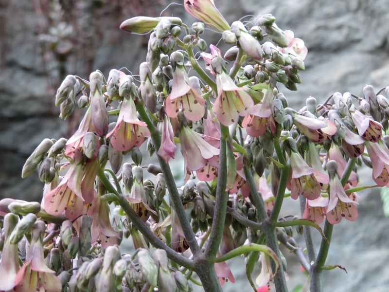 f:id:Nakano_Hitsuji:20200122145639j:plain f:id:Nakano_Hitsuji:20200122145639j:plain